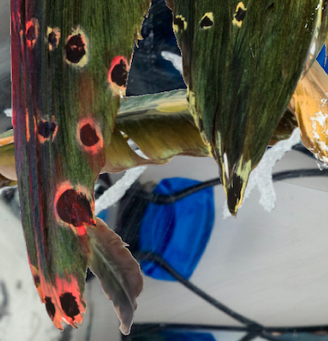 SCORPIO 2024 - Tyler Eash