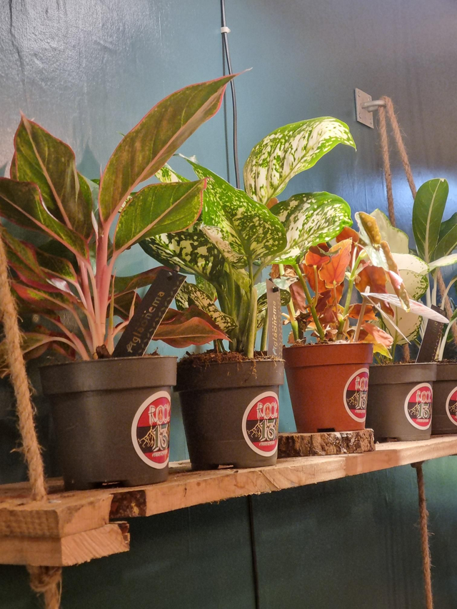 Aglaonema / Chinese Evergreen mix