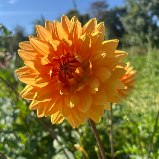 Noordwijks Glorie 270