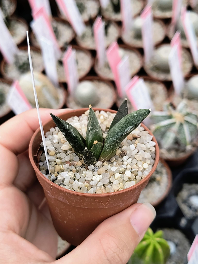 Ariocarpus retusus ssp. Scapharostroides