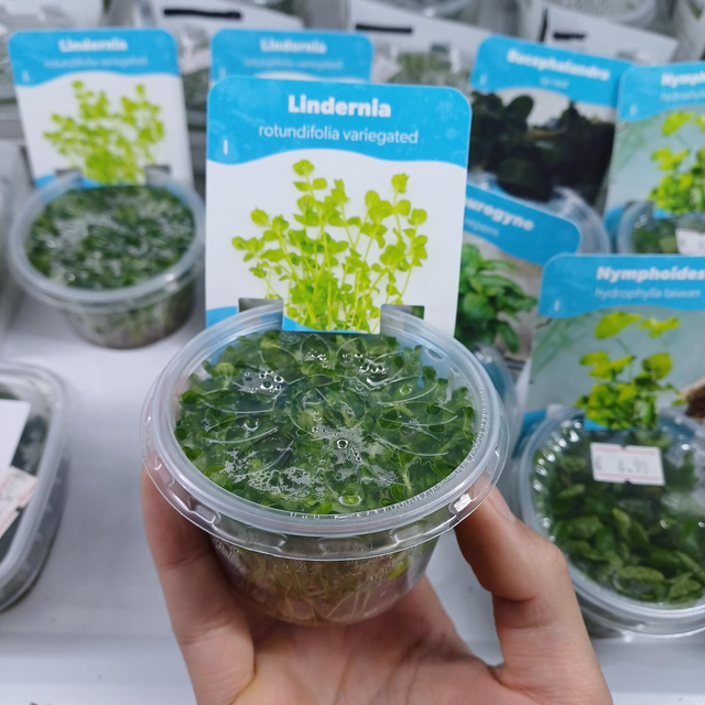 Lindernia rotundifolia variegated 6090937932943