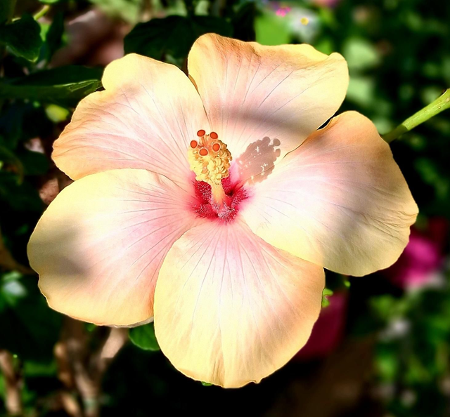 HY01 . Hybiscus rosa-sinensis fiore giallo pesca in vaso 20