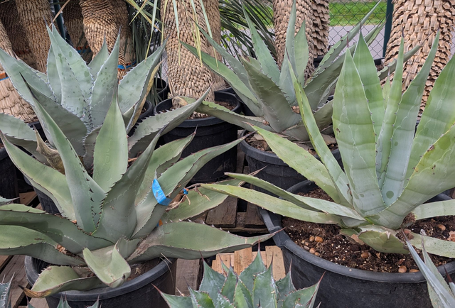Agave Ferox XXL