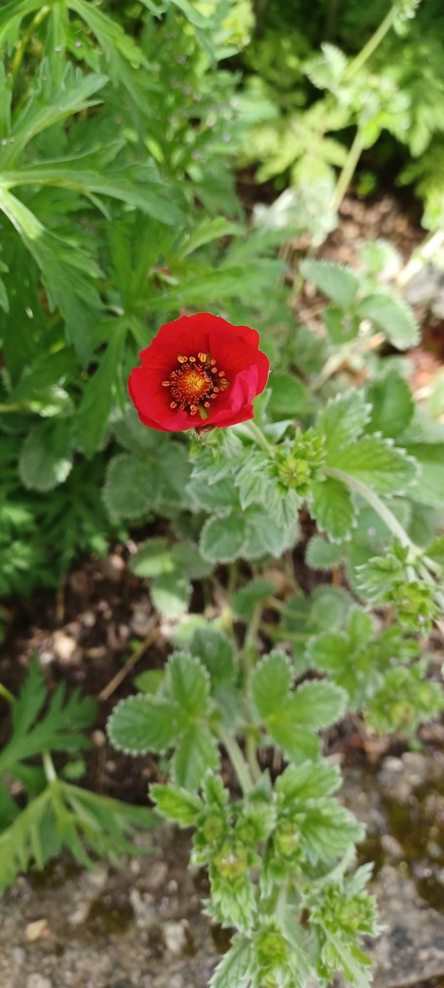 Potentilla astrosanguinea