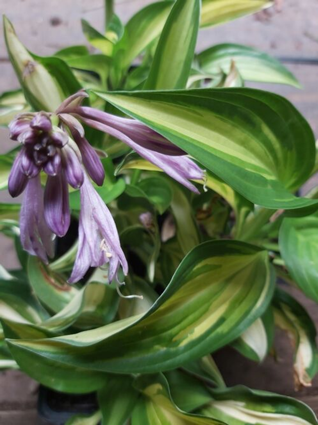 Hosta ‘Lakeside Little Tuft’ 1 litre 