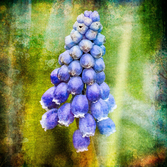 Grape Hyacinth