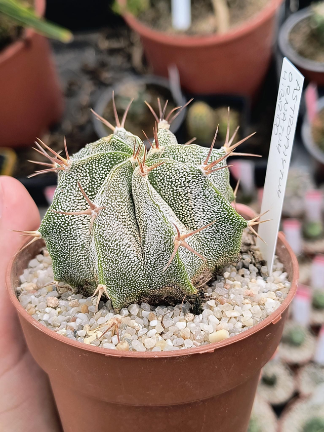 Astrophytum ornatum hibrido