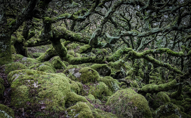 Wistman's Wood - Dartmoor, Devon. A6 photographic greeting card. Blank inside for your own message.