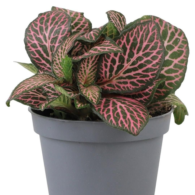 PT Fittonia Pink Specik 8715897361470