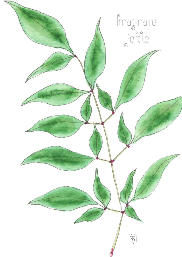 Bambou sacré "Imaginaire fertile"