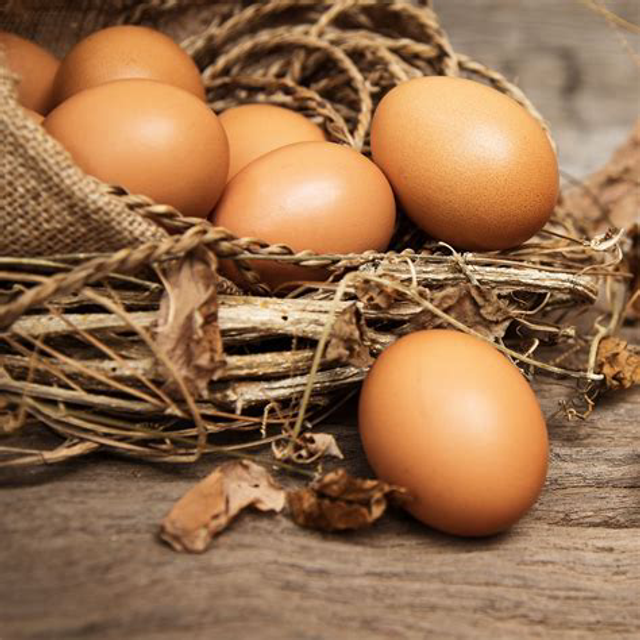 Oeufs bio 1 plaque de 12