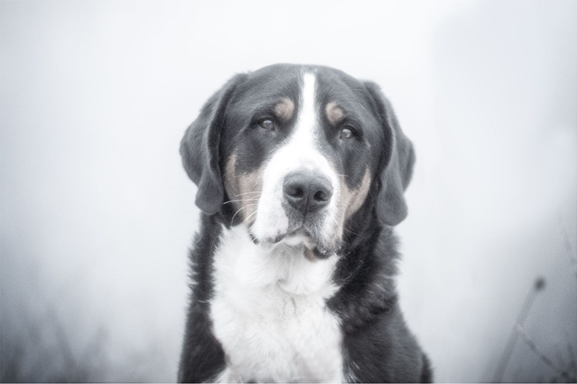 Portretshoot op locatie TOP