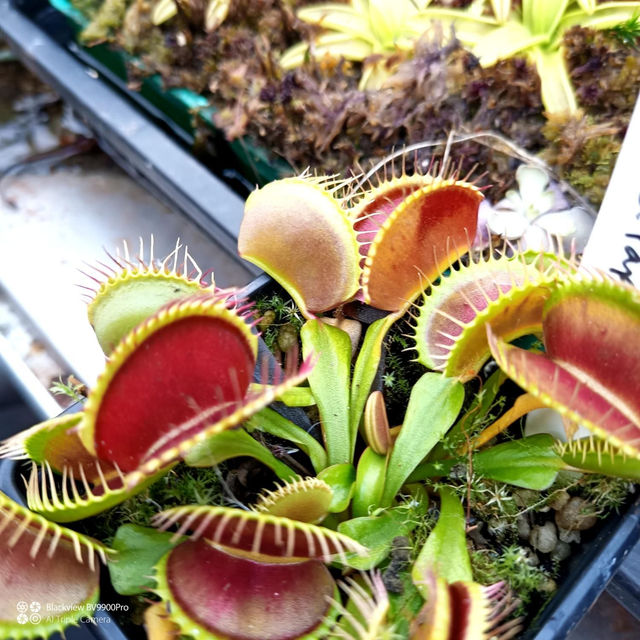 Fly Trap