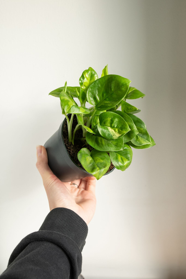 Epipremnum Global Green 🌿