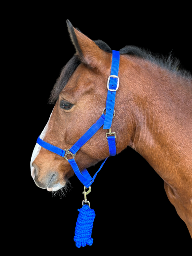 LICOL + LONGE RIDING WORLD "CLUB"