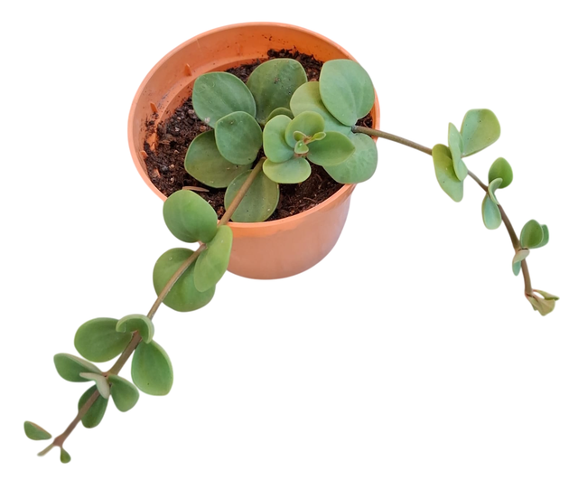 D66 . Peperomia 'Hope' in vaso 12