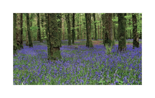 Bluebell Wood, Knockvicar, Boyle, County Roscommon. 5" x 7 " Blank Greeting card with envelope. includes postage to all of Ireland.

