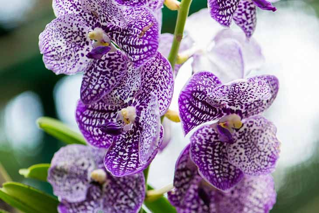 Boucles d'oreilles Orchidée