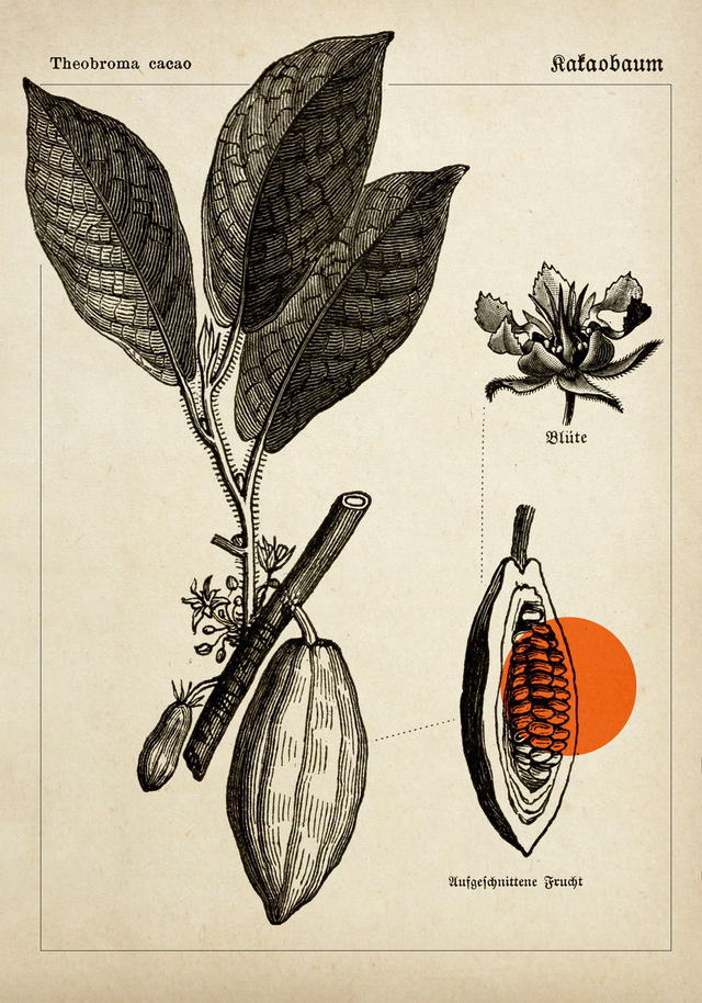 Poster Kakaobaum