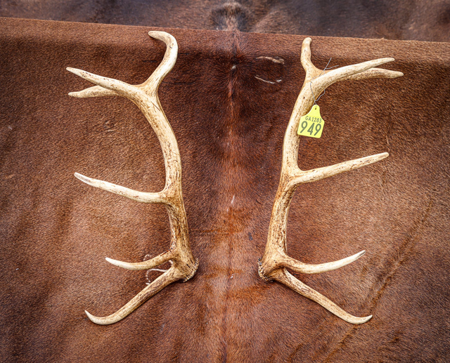 Set of Red Antlers - 12 Points