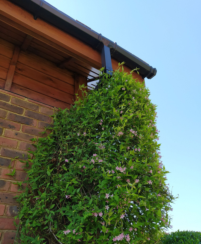 Jasminum Stephanese - 1ltr pot