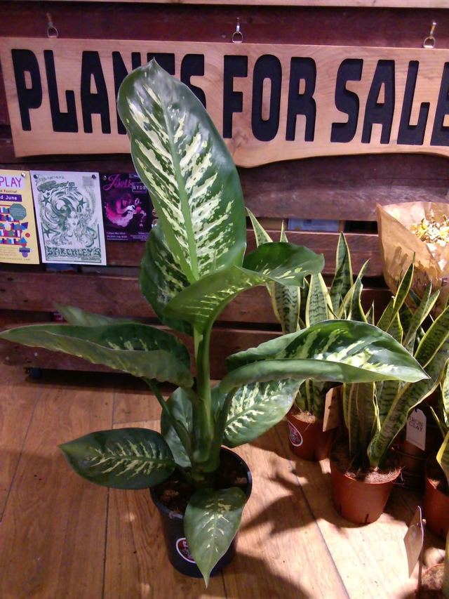Dieffenbachia tropic snow in 17cm pot 60cm tall 