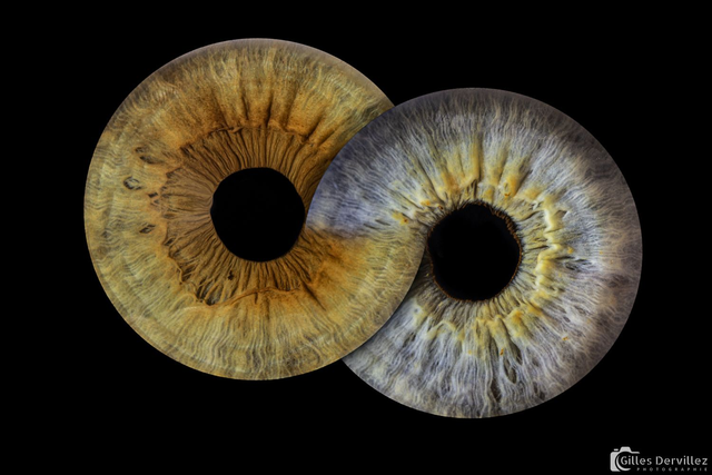 00_Bon Cadeau Shooting  2 Iris