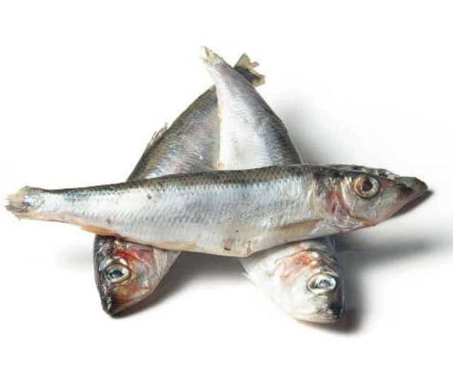 Herring