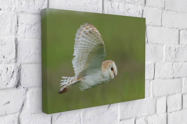 "Barn Owl" Canvas 