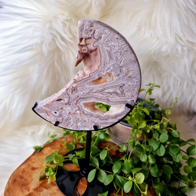 Mexican Crazy Lace Moon on stand 