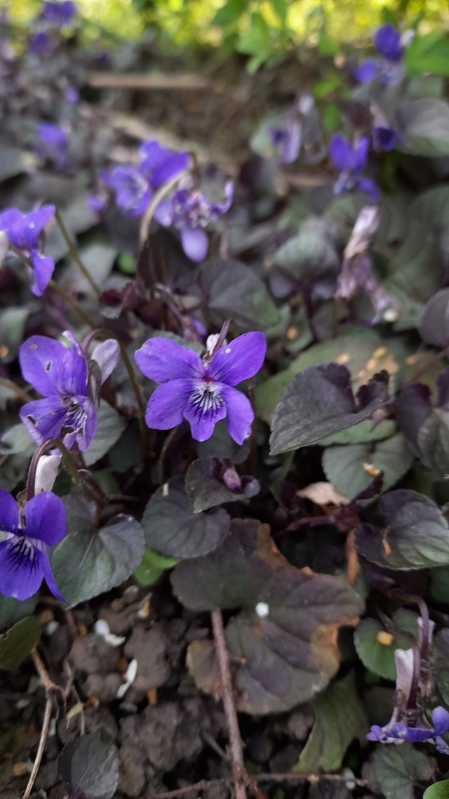 Viola labradorica 'Purpurea' - 9cm pot