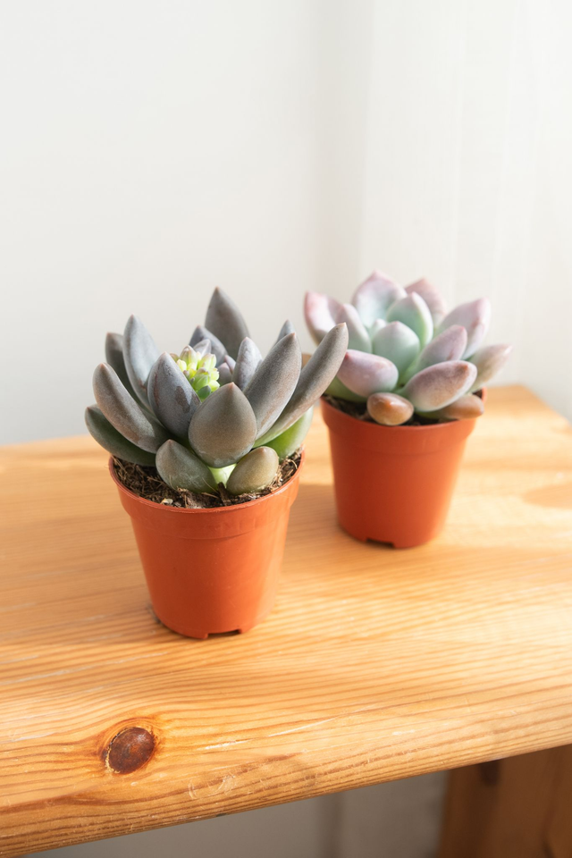 Duo de Succulentes – Pachyveria Blue Mist &amp; Graptoveria Opalina 🌵