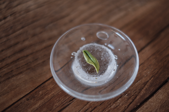 头采安吉白茶2025 1e cueillette AN JI BAI CHA