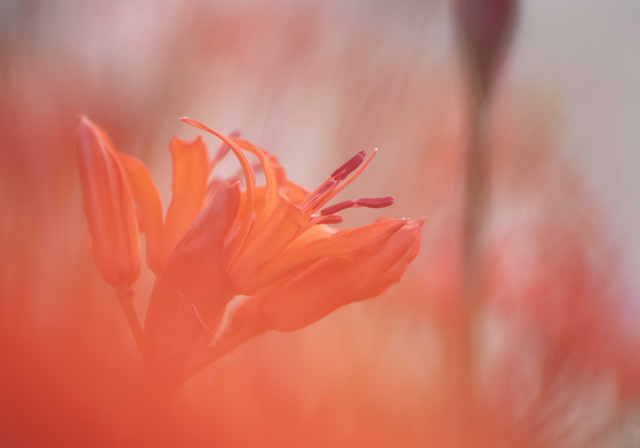 Through it's Friends - Nerine Sarniensis