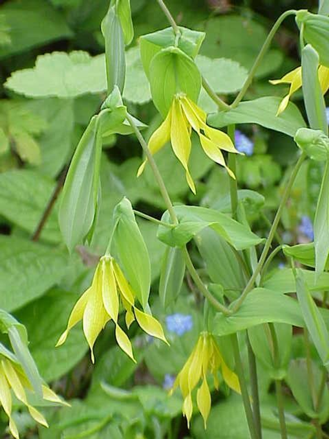 Uvularia grandiflora &#039;Pallida&#039; 1 litre