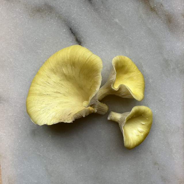 Gouden oesterzwam BIO (Pleurotus citrinopileatus)