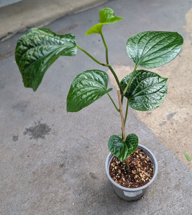 Piper Sarmentosum Vietnamesicher Blattpfeffer