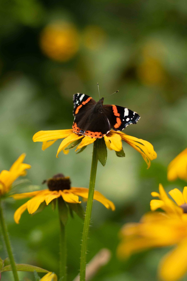 Butterfly Rudbeckias Greetings Card