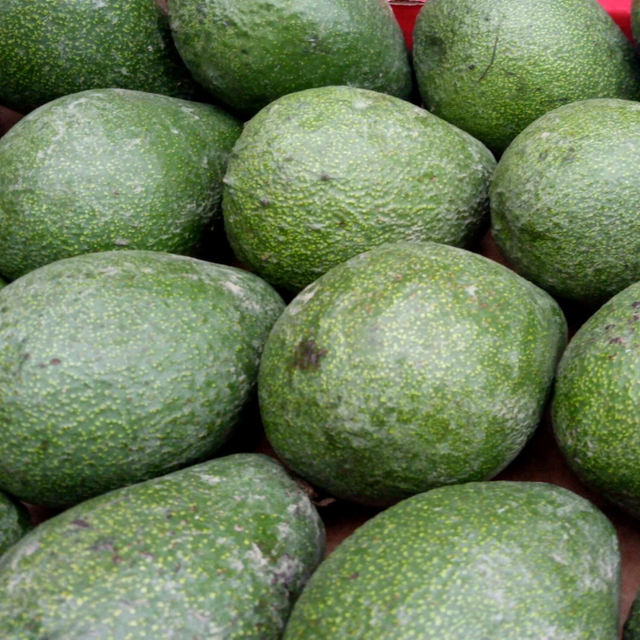 aguacate forte