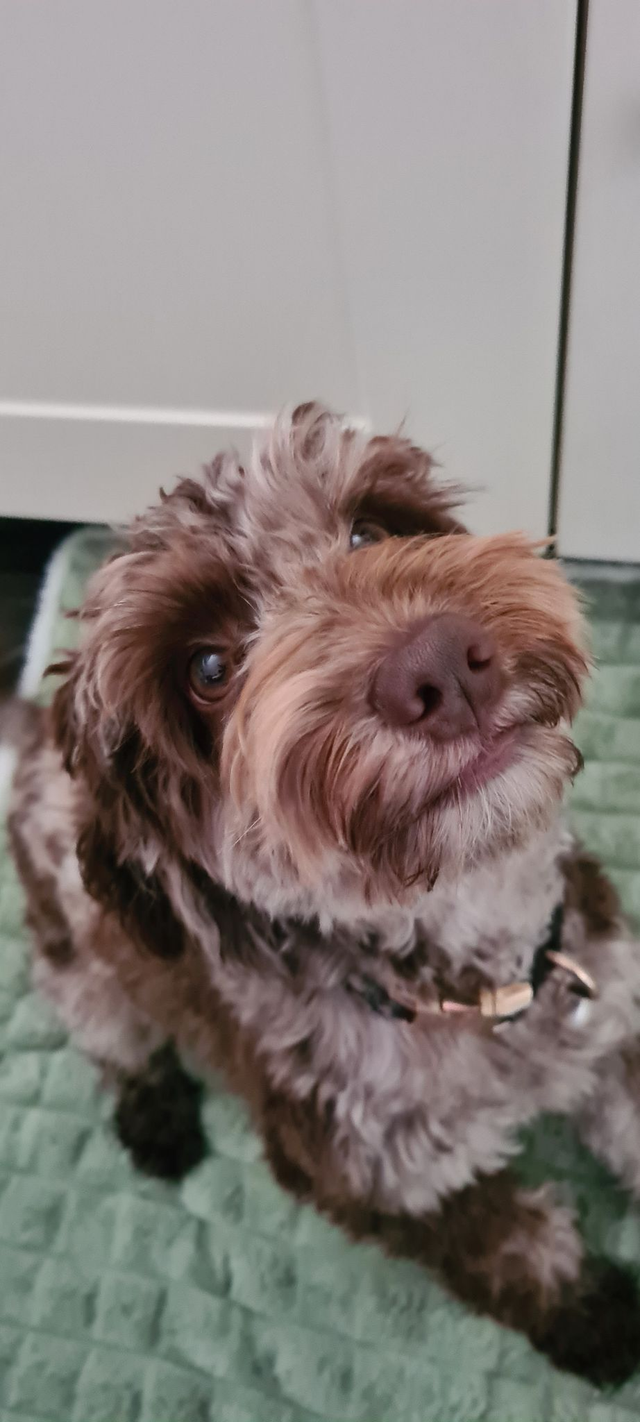 Comfort and Welfare Visits