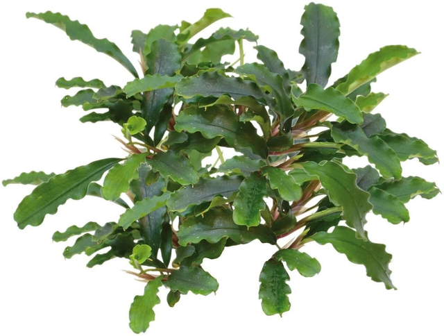 Easygrow Bucephulandra Green velvet 8715897322327