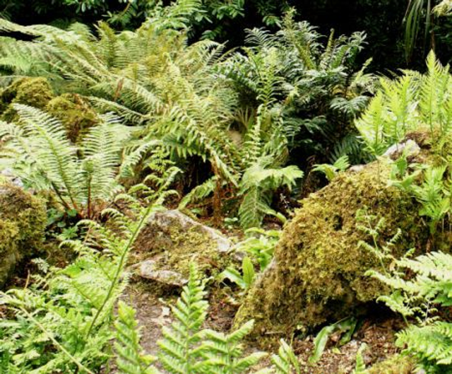 9cm potted hardy ferns