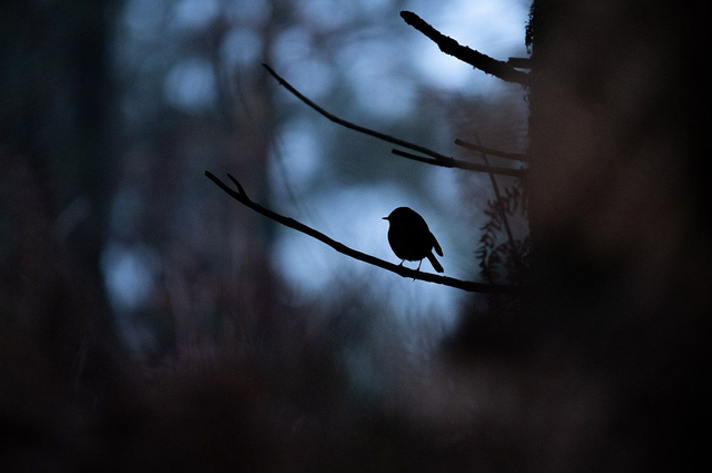 En attendant le printemps