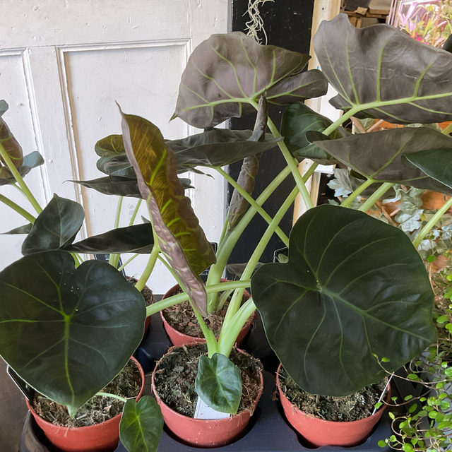 Alocasia Regal Shields