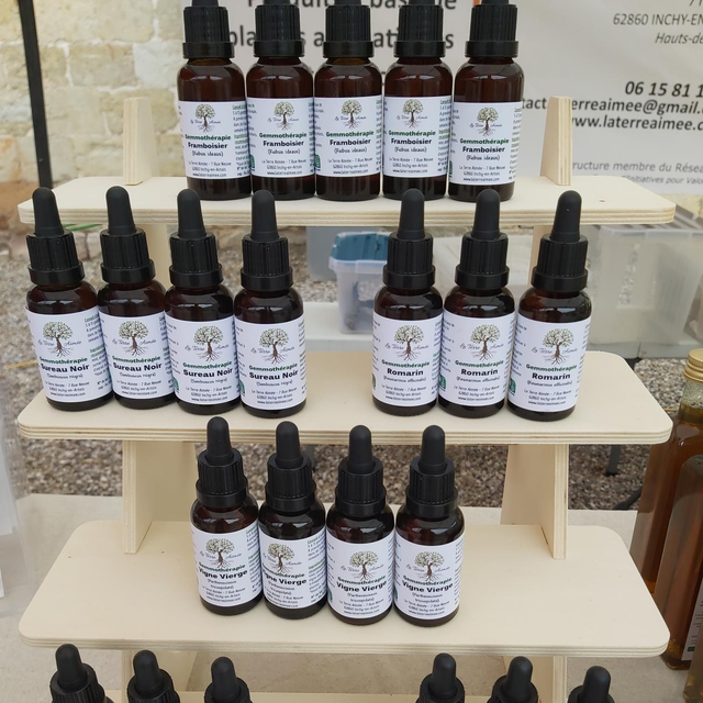 Peuplier (bourgeons)