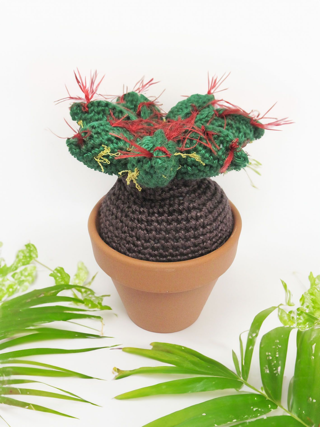 Cactus avec son pot en terre   
