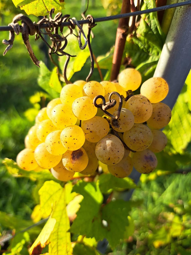 Sauvignon blanc trocken 2023