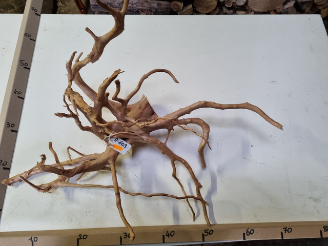 Racine araignée A-603