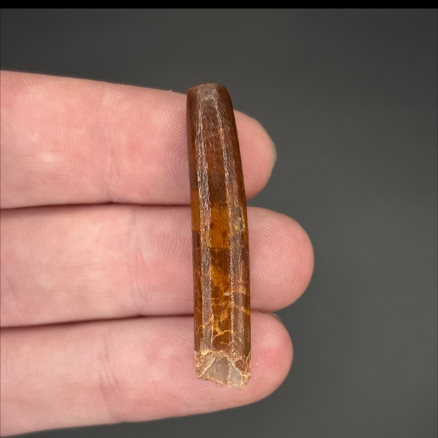 Rebbachisaurus Tooth