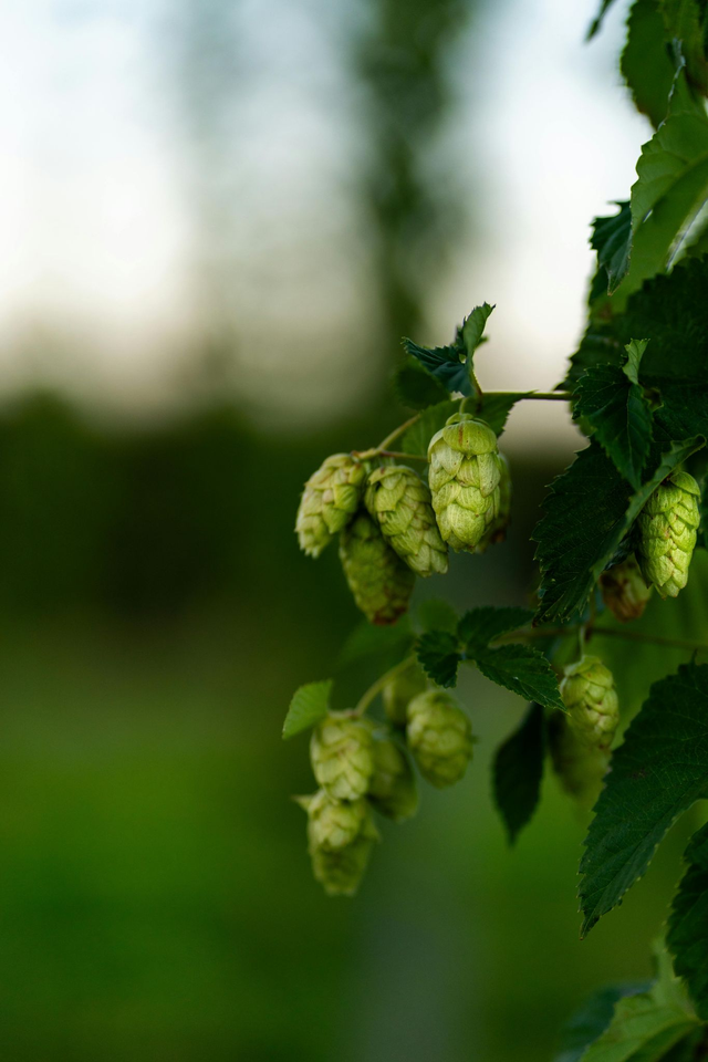 Houblon (Humulus Lupulus) cône séché et émietté sachet de 15 grammes